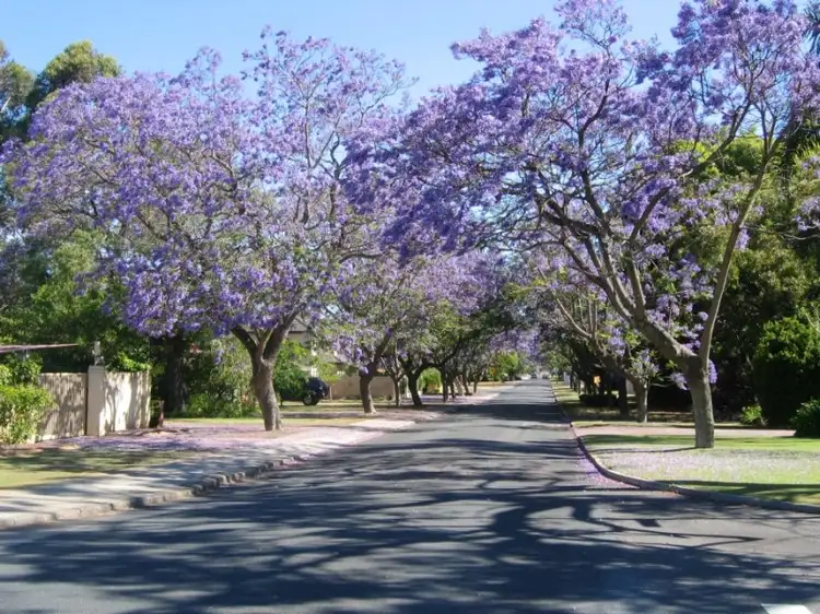 Fourth view of Homely house listing, 34 Tain Street, Applecross WA 6153