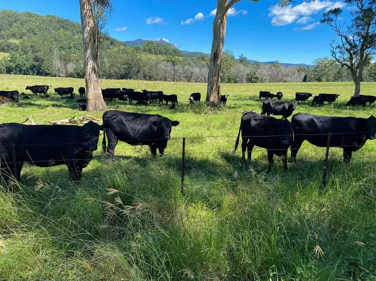 Third view of Homely rural property listing, 1135 Wherrol Flat Rd, Wherrol Flat NSW 2429