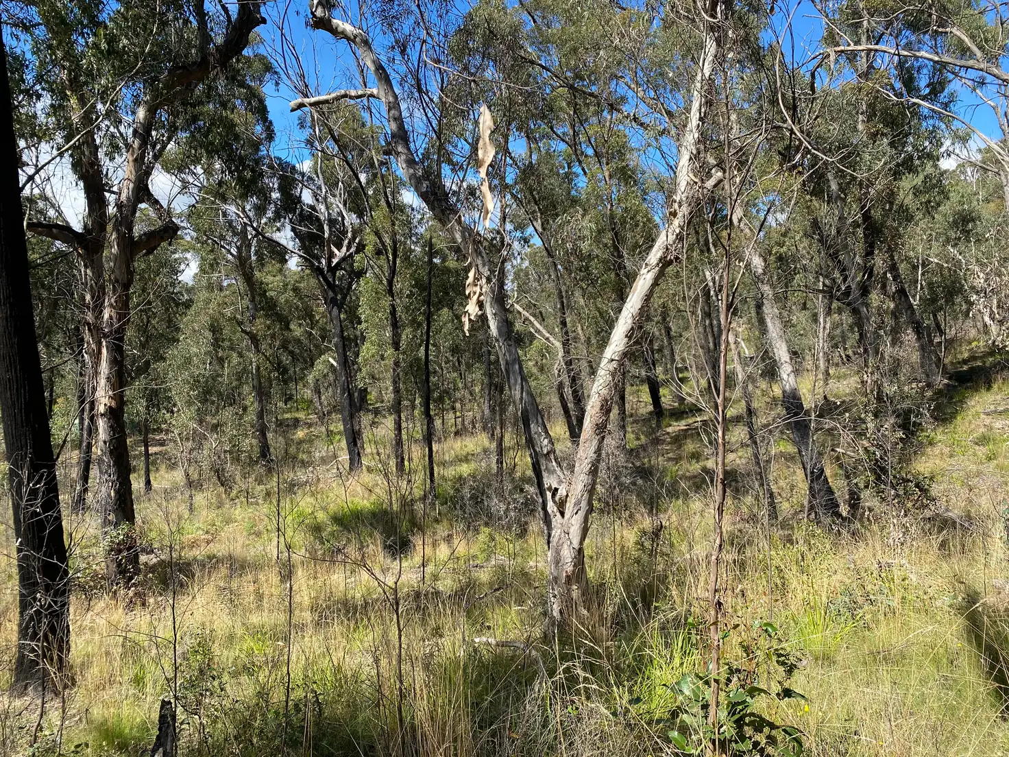 Main view of Homely land listing, 49 Salisbury Avenue, Mount Victoria NSW 2786