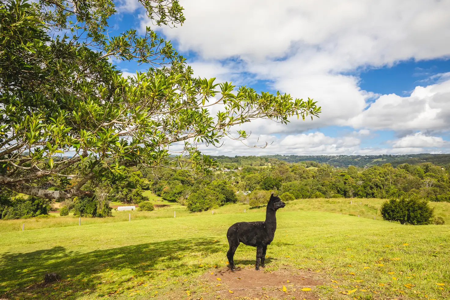 Main view of Homely rural property listing, 242-254 Kureelpa Falls Road, Kureelpa QLD 4560