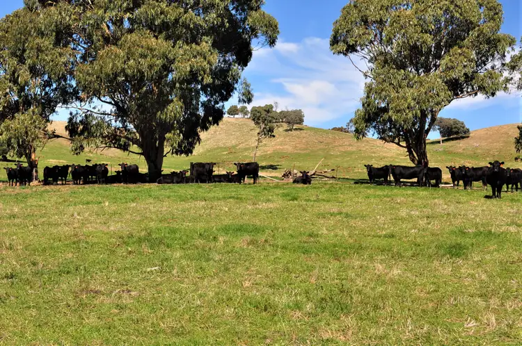 Sixth view of Homely rural property listing, 7909 Maroondah Highway, Merton VIC 3715
