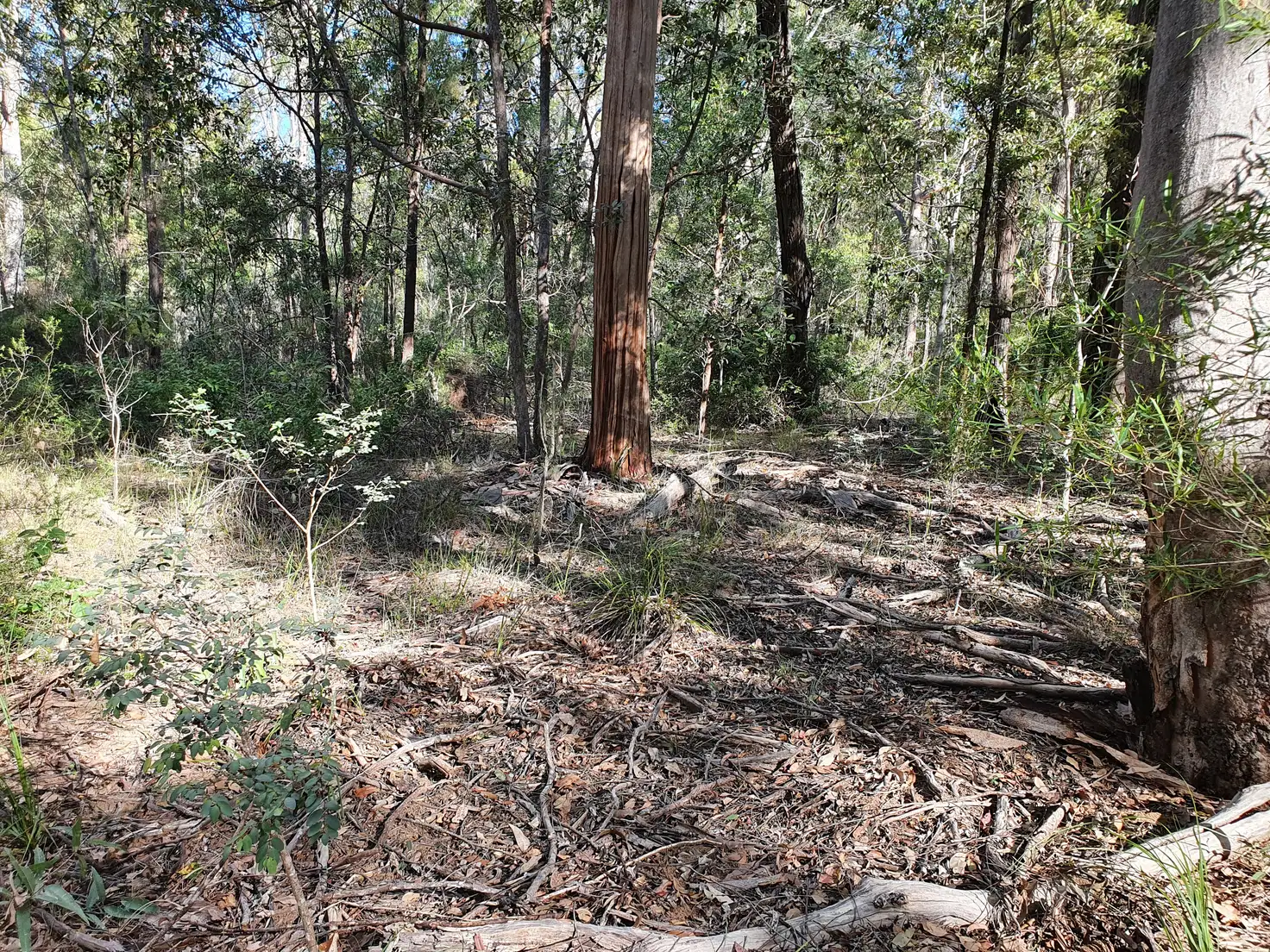 Main view of Homely rural property listing, LOT 53 PACKER ROAD, Blackbutt QLD 4314