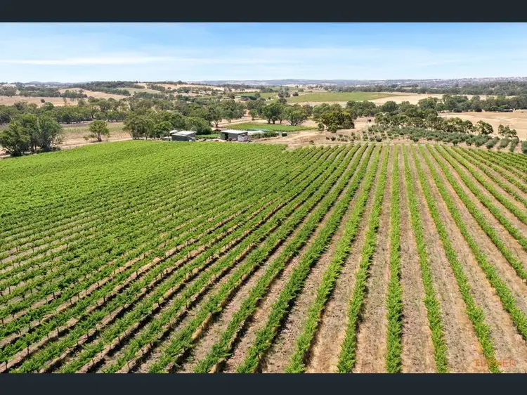 Second view of Homely rural property listing, 82 Koop Creek Road (Springton Hills Wines), Springton SA 5235
