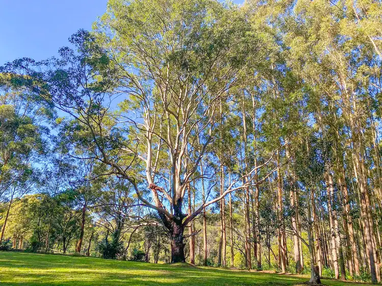 Third view of Homely rural property listing, 201 Pampoolah Road, Pampoolah NSW 2430