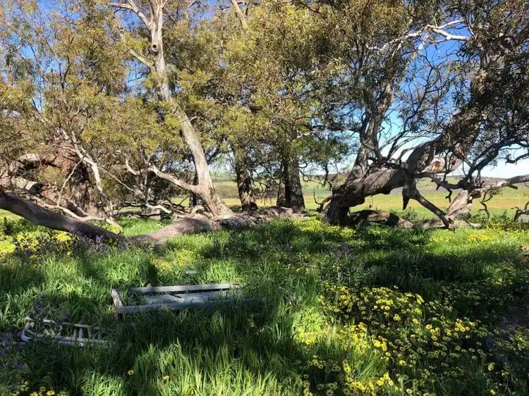 Seventh view of Homely land listing, 652 Cookes Hill Road, Springton SA 5235