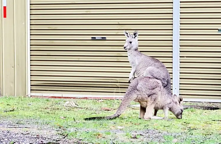 947 Greendale Trentham Road, Blackwood VIC 3458