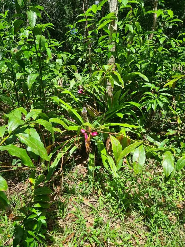 Seventh view of Homely rural property listing, 53 Hamilton Road, Glen Boughton QLD 4871