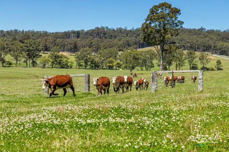 Lemon Tree Creek Road, Lake Tabourie NSW 2539