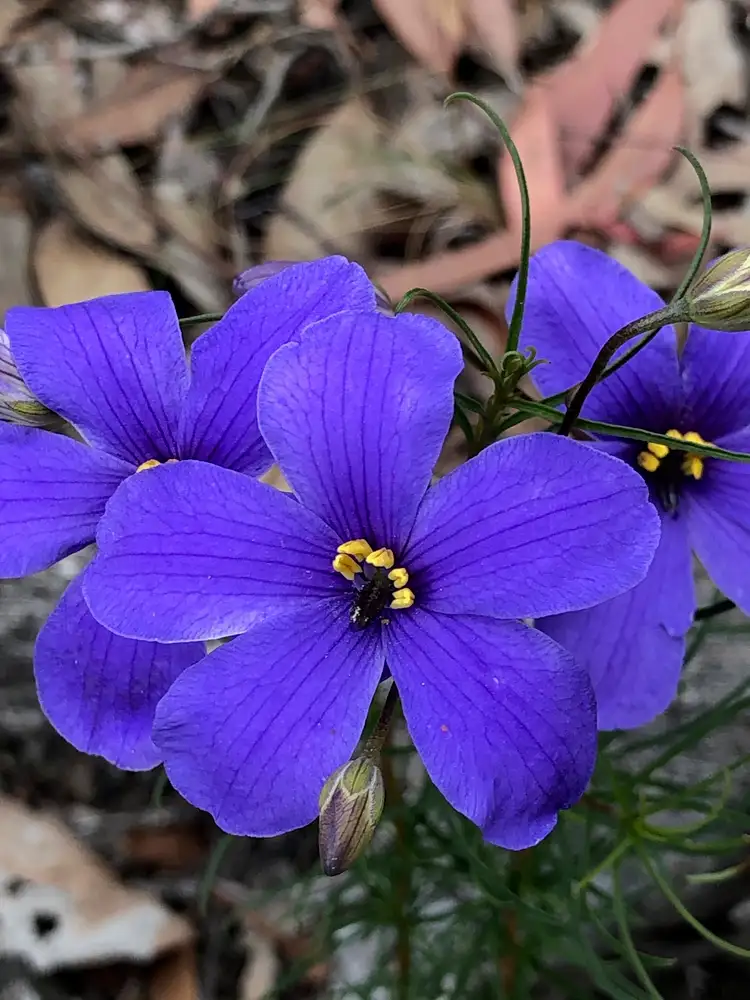 Third view of Homely rural property listing, LOT B/356 Delaney Road, Nagambie VIC 3608