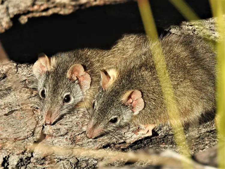 Sixth view of Homely rural property listing, LOT B/356 Delaney Road, Nagambie VIC 3608