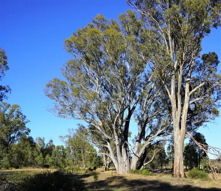 Fourth view of Homely rural property listing, 165 Raglus Road, Gobarup VIC 3559