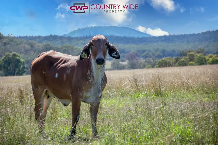 3081 Rocky Creek Road, Rocky Creek NSW 2371