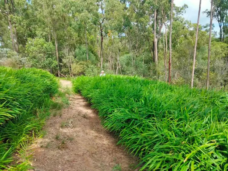 LOT 17 Svenssons Road, Promisedland QLD 4660