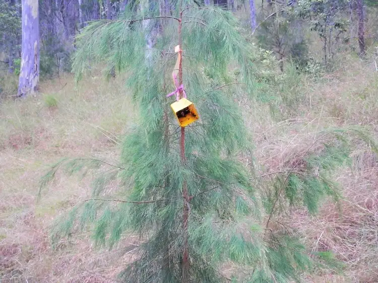 Third view of Homely land listing, Lot 11 Cyril Smith Circuit, Tabulam NSW 2469