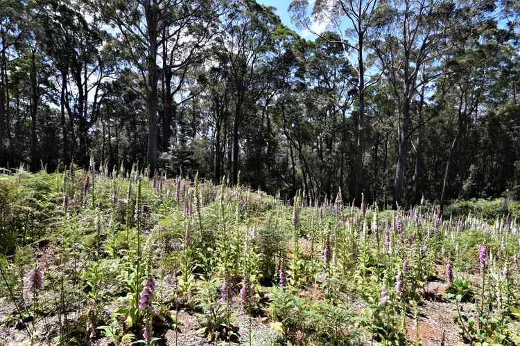 Third view of Homely land listing, LOT 1 Alexander Street, Temma TAS 7330