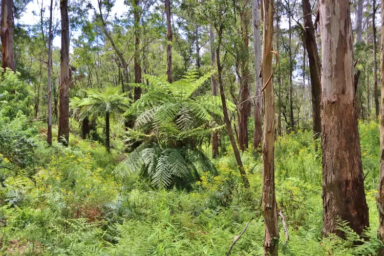 Third view of Homely land listing, LOT 2844 Mt Darragh Road, Wyndham NSW 2550