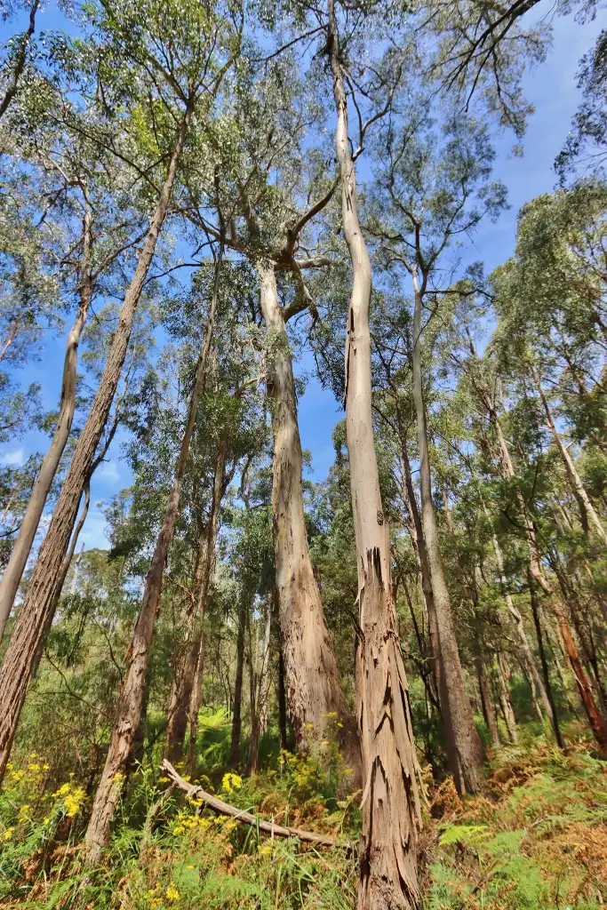 Fourth view of Homely land listing, LOT 2844 Mt Darragh Road, Wyndham NSW 2550