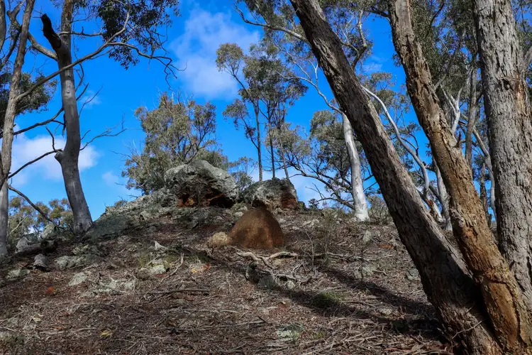 Sixth view of Homely rural property listing, 295 Wolgon Road, Oallen NSW 2622