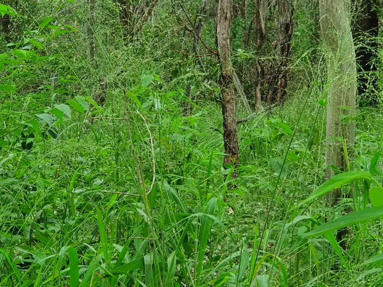 Fourth view of Homely rural property listing, LOT 6 Crumpton Drive, Blackbutt QLD 4314