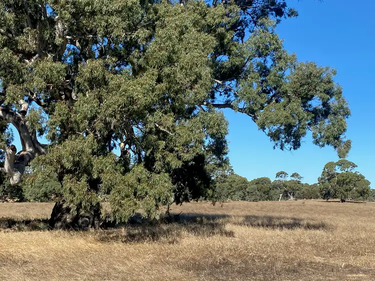 Second view of Homely land listing, 56 Strachans Road, Springton SA 5235