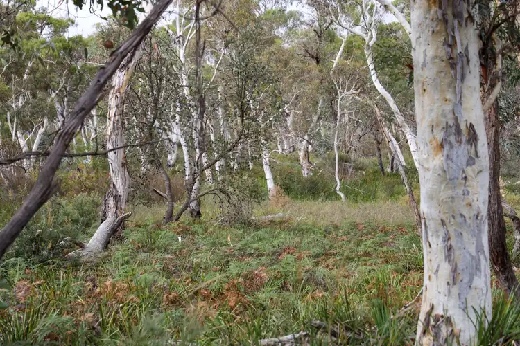 Fifth view of Homely rural property listing, 2486 Oallen Ford Road, Oallen NSW 2622