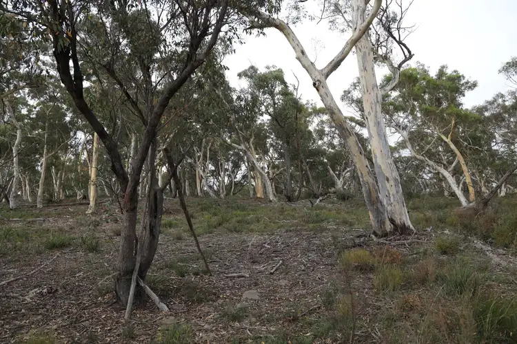 Sixth view of Homely rural property listing, 2486 Oallen Ford Road, Oallen NSW 2622