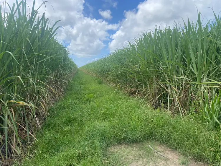 Fifth view of Homely rural property listing, 249 Hills Road, Welcome Creek QLD 4670