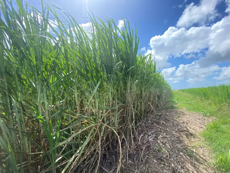 Seventh view of Homely rural property listing, 249 Hills Road, Welcome Creek QLD 4670