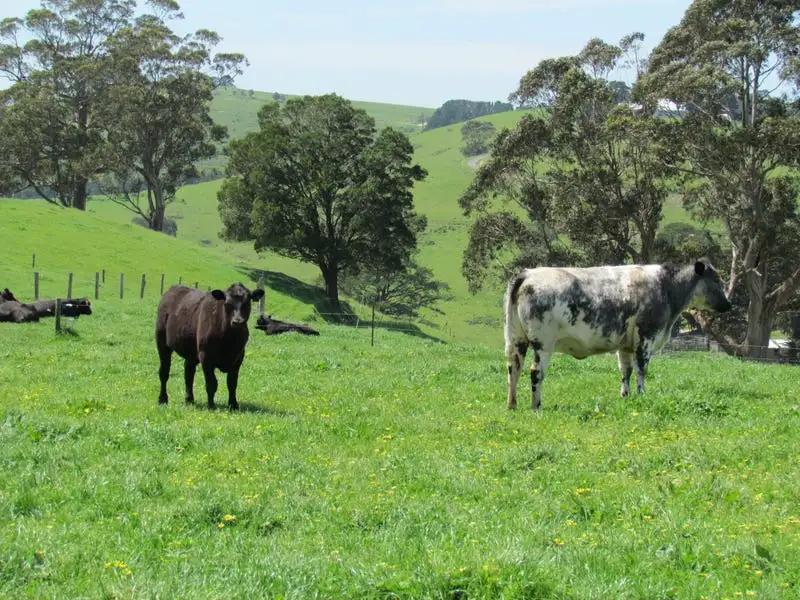 Main view of Homely rural property listing, 365 Mountain View-McDonalds Track, Mountain View VIC 3988