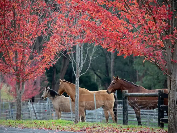 Second view of Homely rural property listing, 1380 Buttercup Road, Merrijig VIC 3723