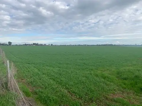 Main view of Homely rural property listing, 1460 Prairie-Rochester Road, Lockington VIC 3563