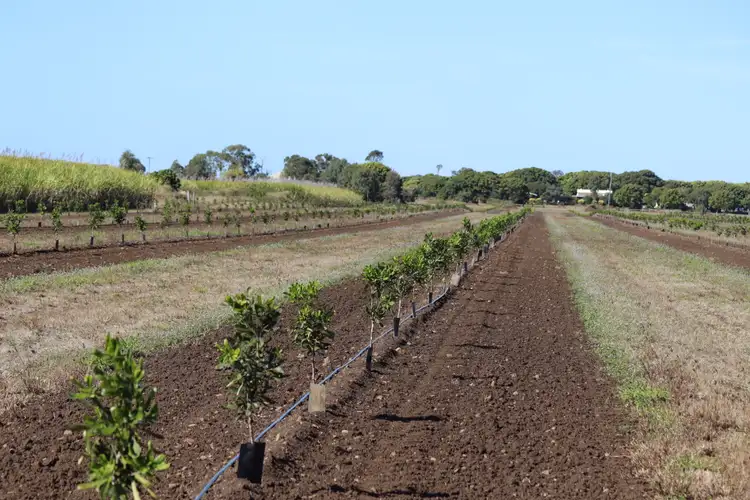 Seventh view of Homely rural property listing, 233 Back Springfield Road, Woongarra QLD 4670