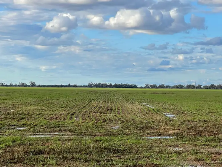Seventh view of Homely rural property listing, "Haddington" 647 Sandy Camp Road, Quambone NSW 2831
