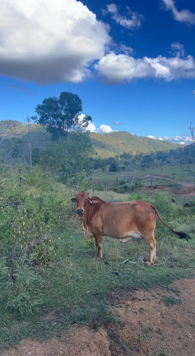 Sixth view of Homely rural property listing, LOT 3 SULLIVANS ROAD, Boyne Valley QLD 4680
