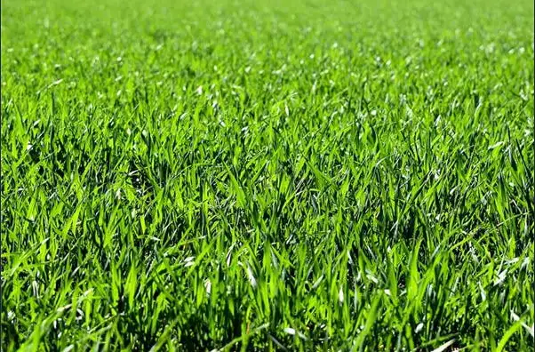 LOT 1/3 Grenache Avenue, Modbury SA 5092