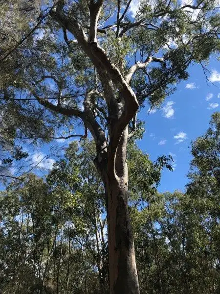 Main view of Homely land listing, 13 Leslie Creek Road, Drake NSW 2469