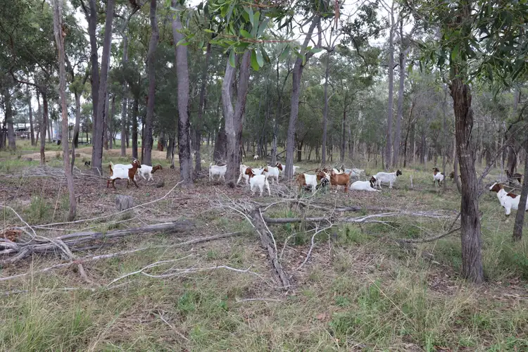 Main view of Homely rural property listing, 570 Monduran Road, Waterloo QLD 4673