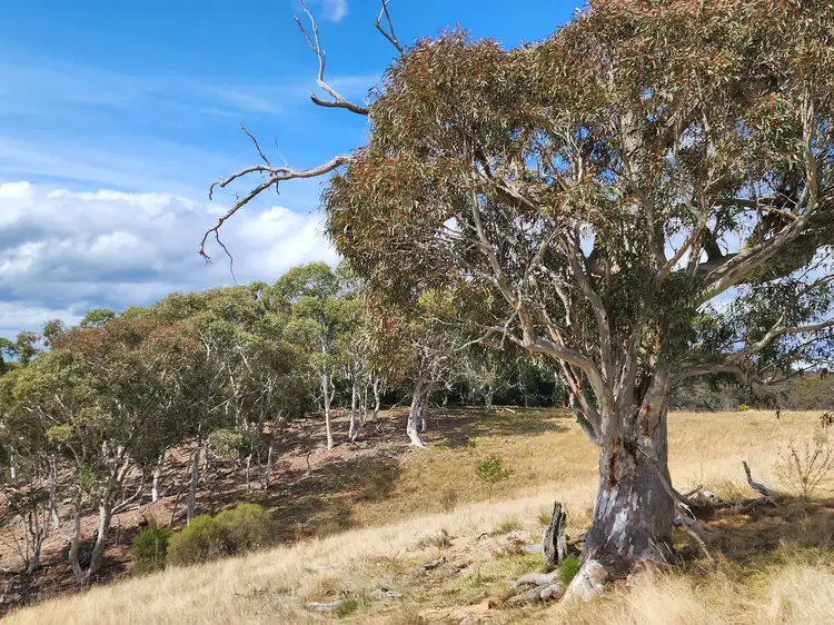 Fourth view of Homely rural property listing, 876 Boro Road, Boro NSW 2622