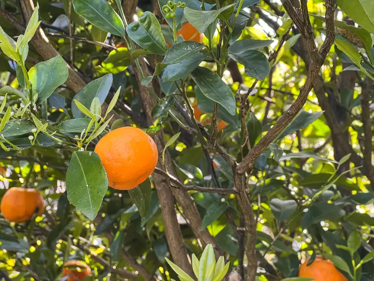 Fifth view of Homely house listing, 171 Moores Way, Glenmore NSW 2570