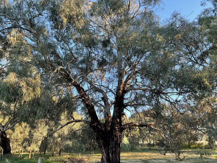 Fourth view of Homely rural property listing, Wallace Consul Road, Lilliput VIC 3682