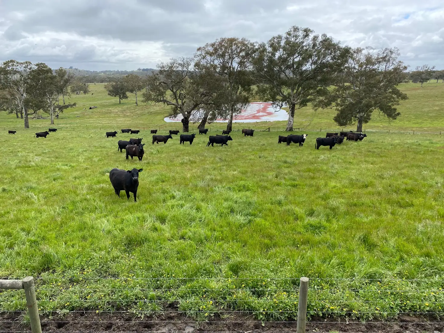 Main view of Homely rural property listing, 86 Woolshed Road, Mount Torrens SA 5244