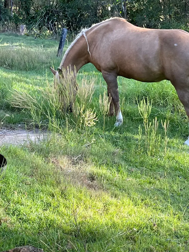 Seventh view of Homely rural property listing, 21-29 Minehan Road, Logan Village QLD 4207