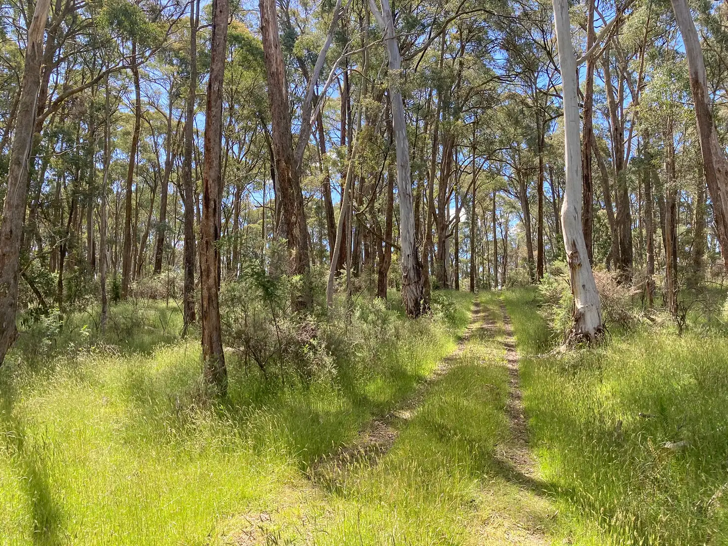 Main view of Homely land listing, 2531 Mansfield-Whitfield Road, Tolmie VIC 3723