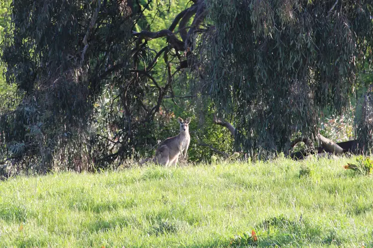 Fourth view of Homely land listing, 4 Scenic Drive, Mansfield VIC 3722