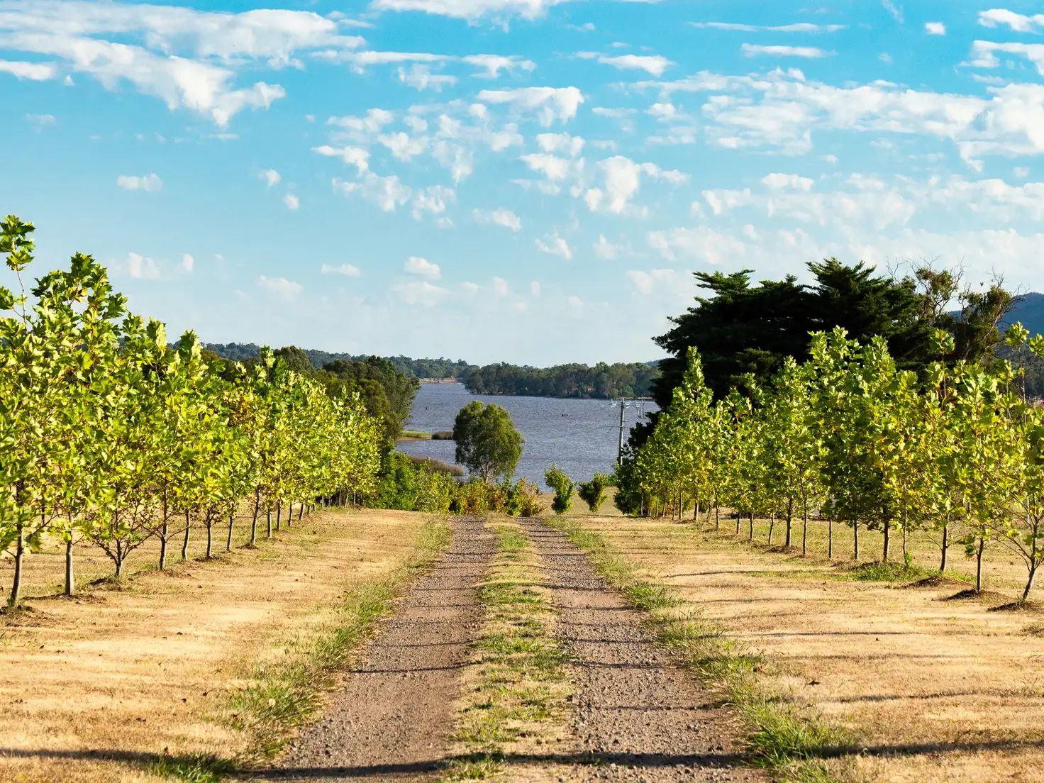 Main view of Homely land listing, LOT 112 Peacheys Lane, Barjarg VIC 3723