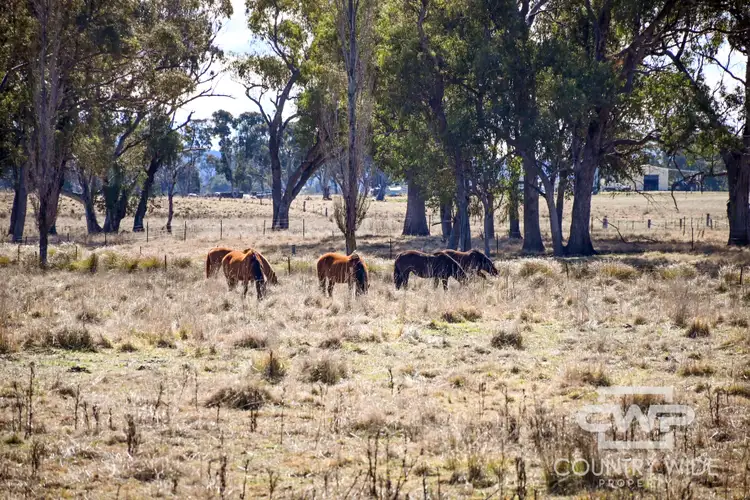 Fifth view of Homely rural property listing, 961 Polhill Road, Wellingrove NSW 2370