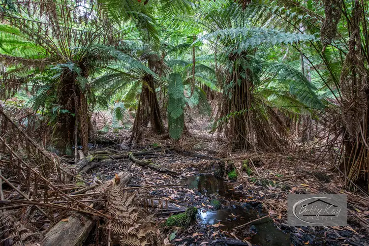 Lot Ringle Doddy Road, South Forest TAS 7330