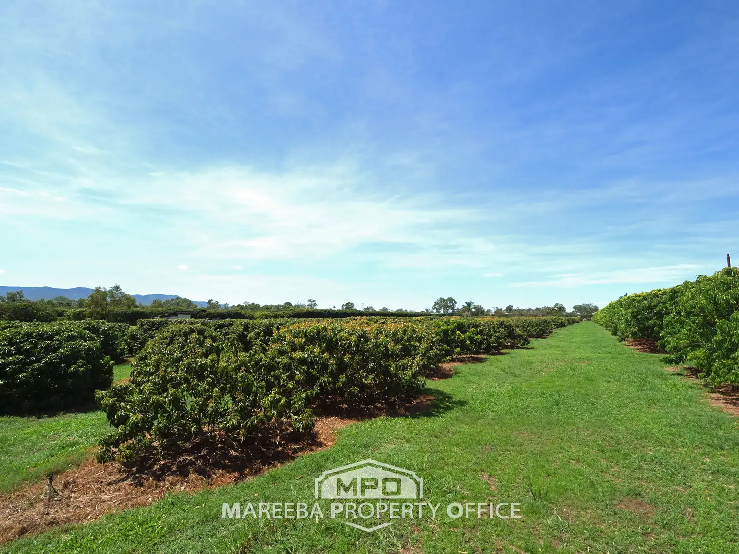 Main view of Homely rural property listing, 209 Malone Road, Mareeba QLD 4880