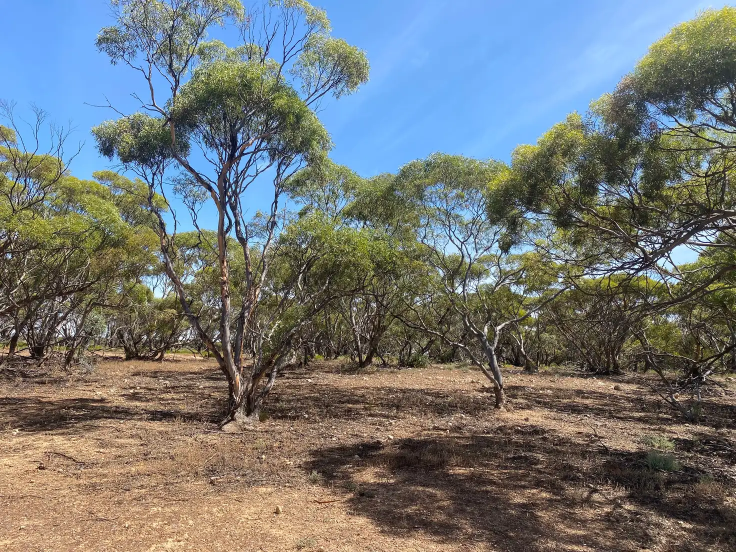Main view of Homely land listing, 242 Starick Road, Cambrai SA 5353