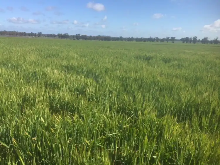 Main view of Homely rural property listing, 538 Davies Lane, West Wyalong NSW 2671